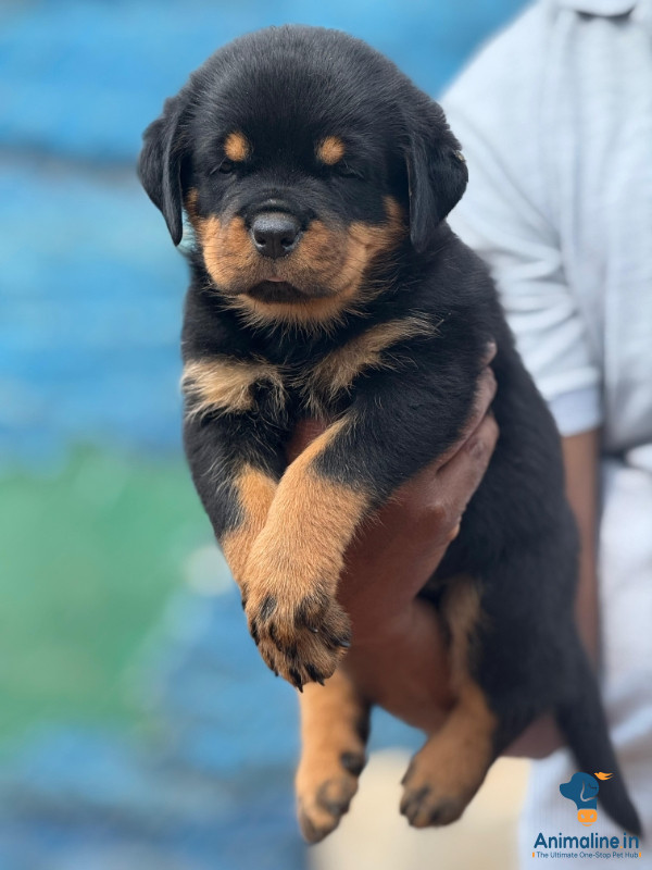 50days puppy 