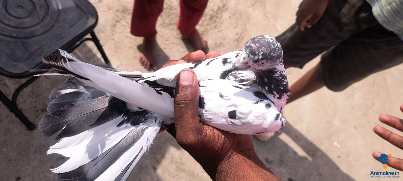 Premium  Bird for Adoption