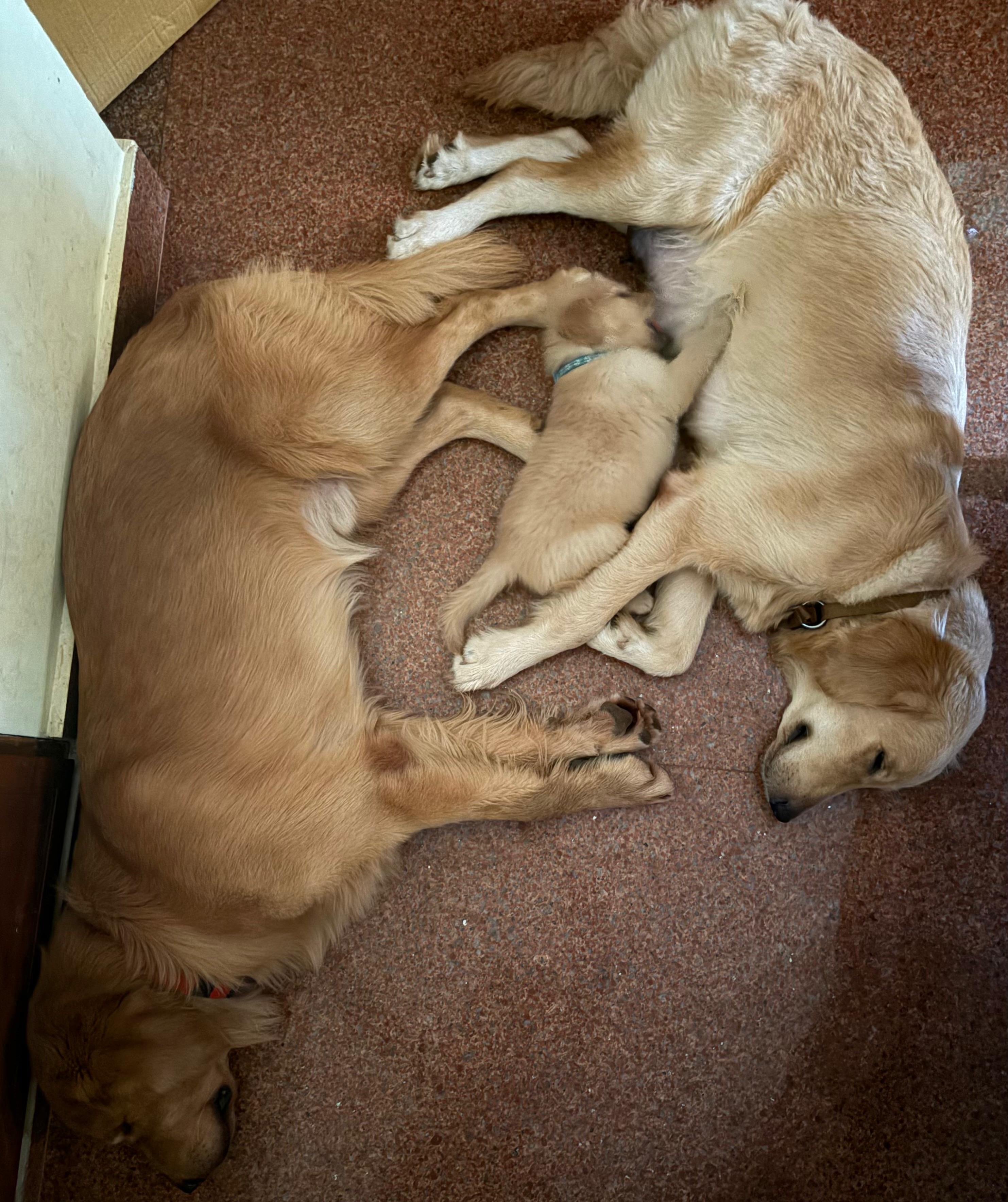 Golden Retriever Puppies for Sale | Trivandrum, kerala