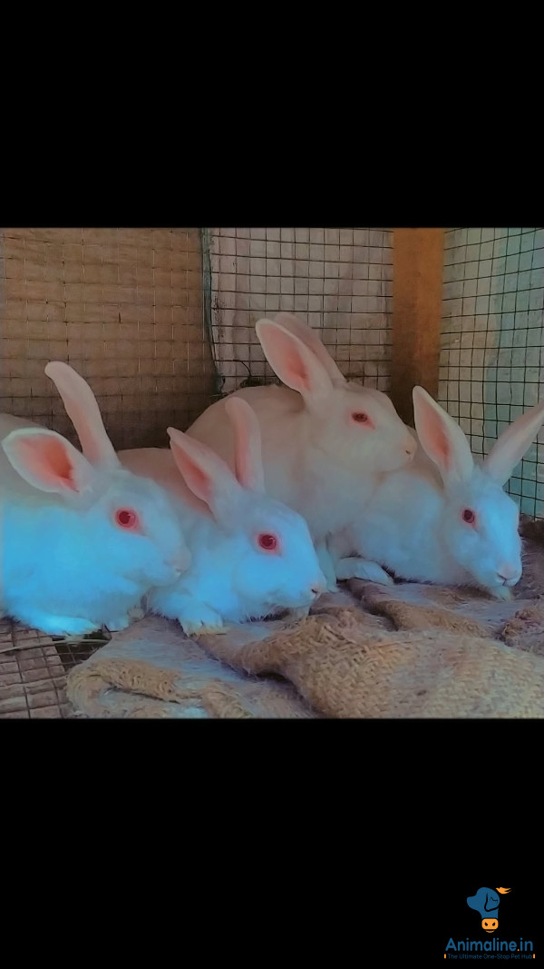 4 months rabbits 