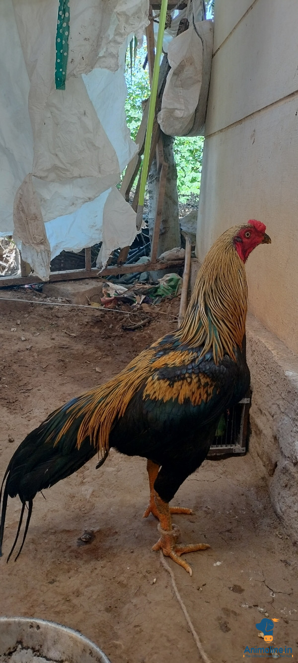 1 ವರ್ಷದ ಪಂದ್ಯ ಕೋಳಿ 