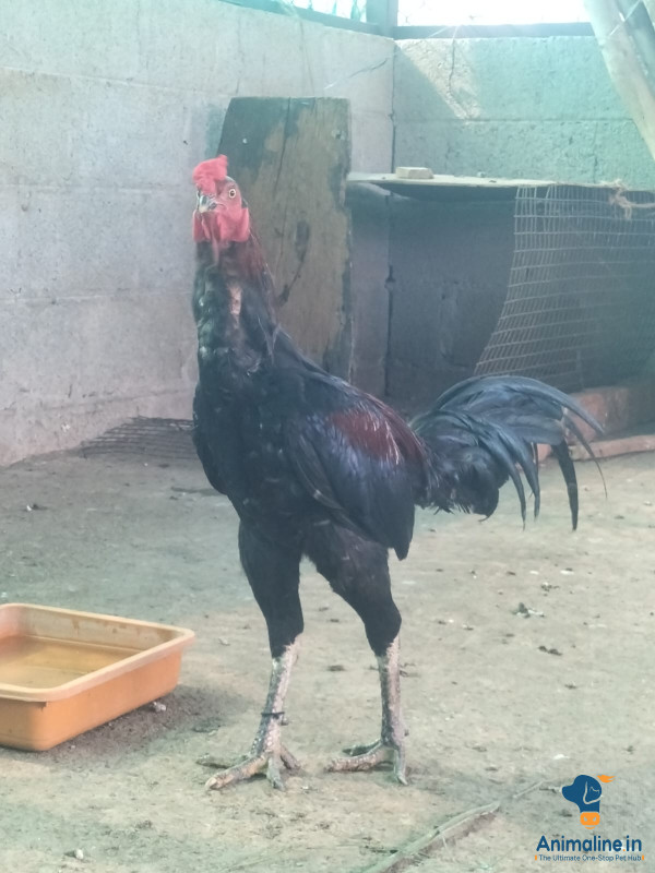 1.5 year old male