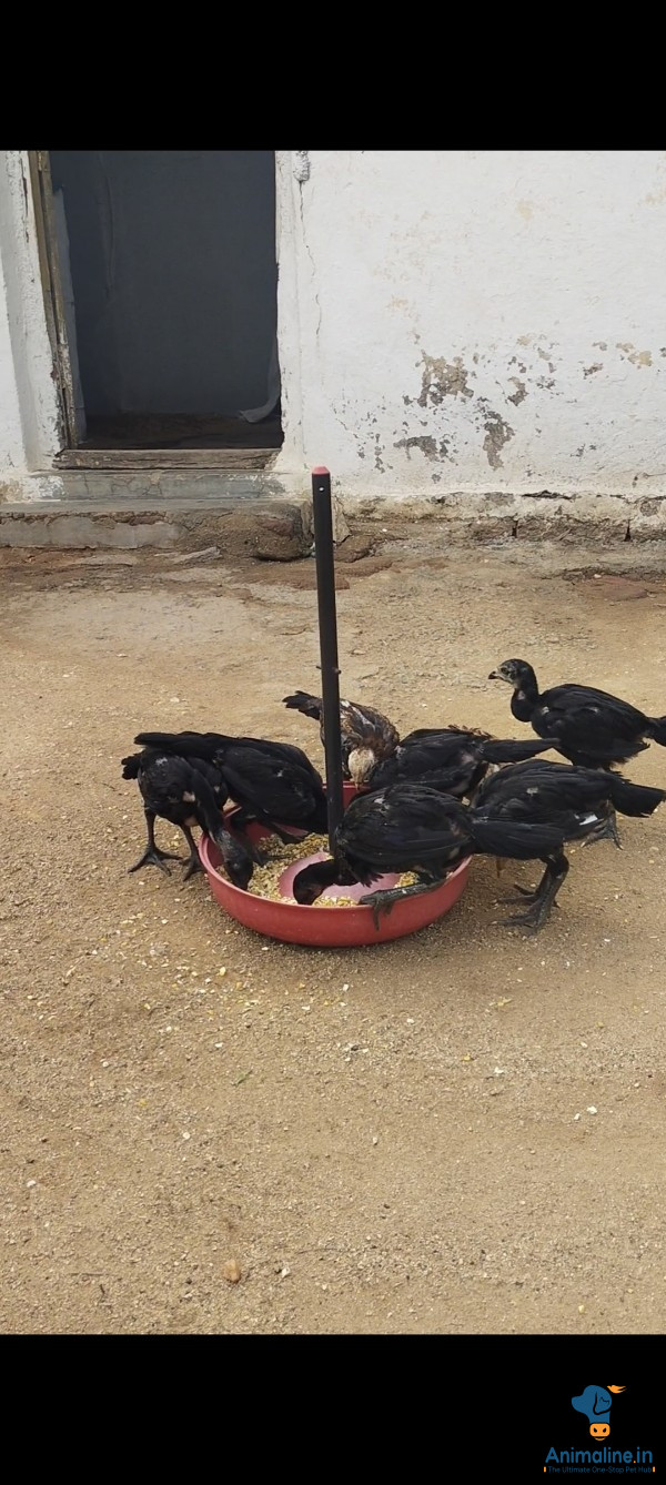 Premium Aseel Hen for Adoption