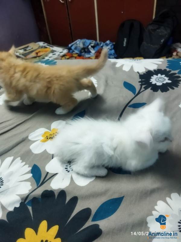 Healthy and Active Male&Females  for Sale