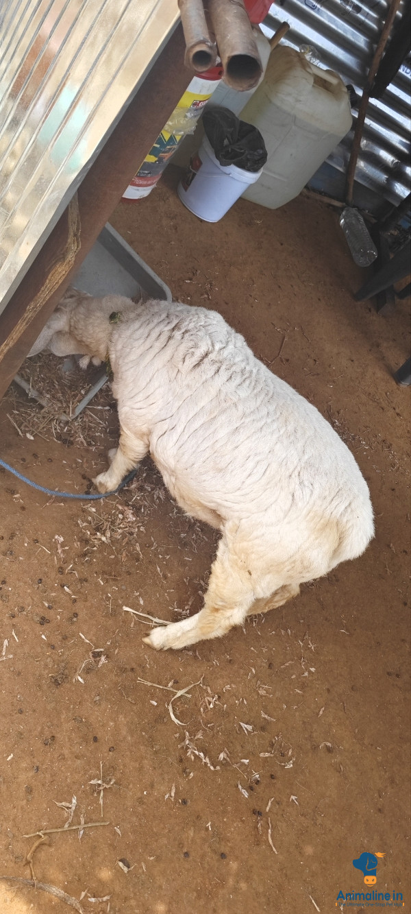 5 mnths male bannur sheep for breeding 