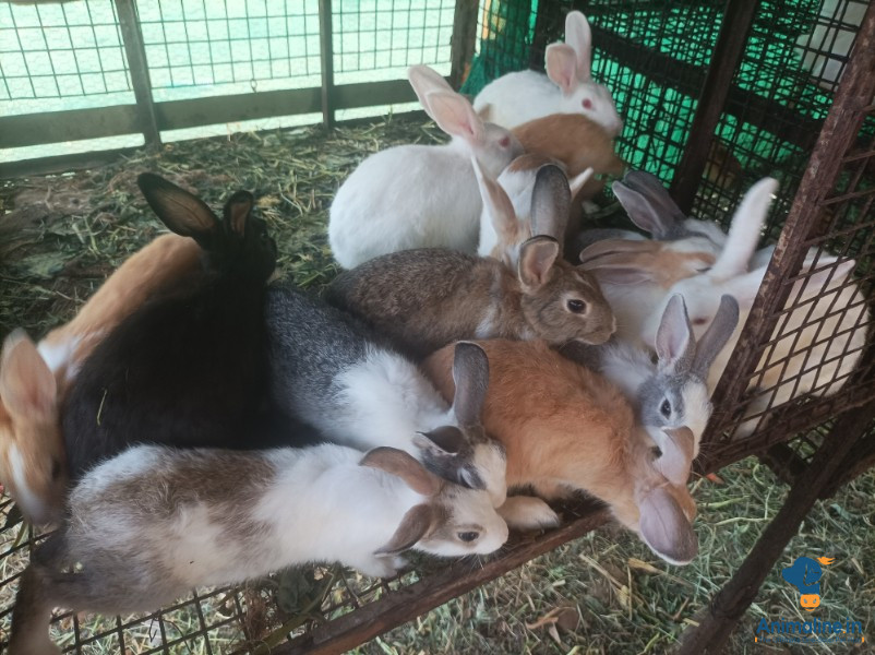 8monts rabbit 