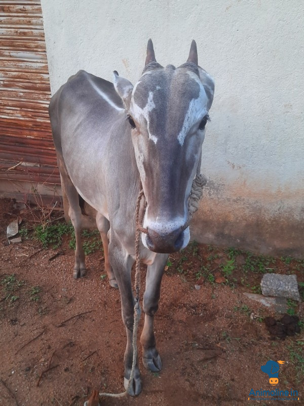 1ವರ್ಷದ  ಹಳ್ಳಿಕಾರ್ ಹೋರಿ ಕರು 