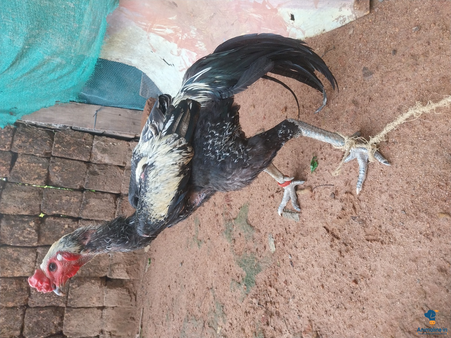 1ವರ್ಷಾದ ಗಂಡು ಕೋಲಿ 