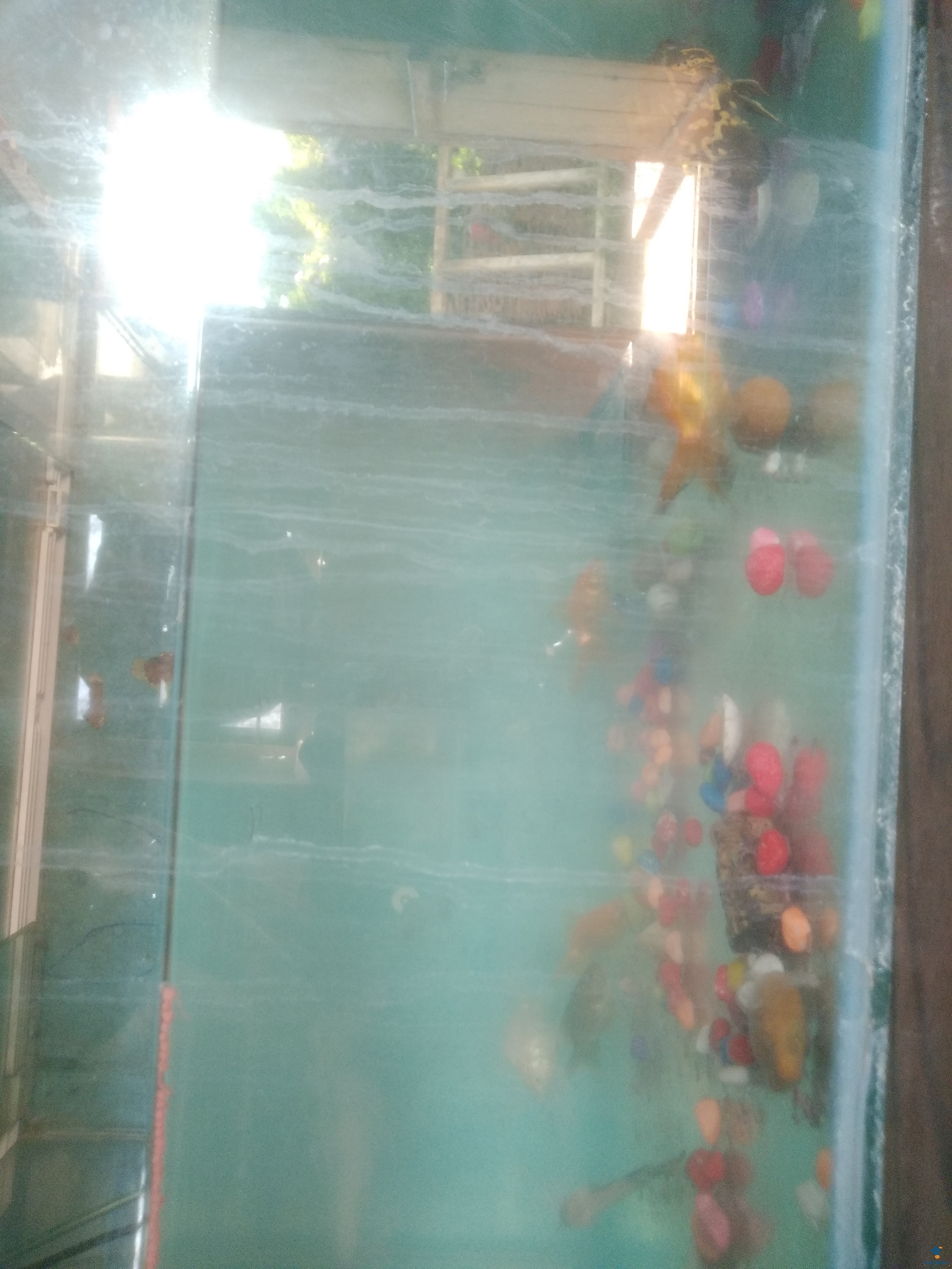 2month gold fish