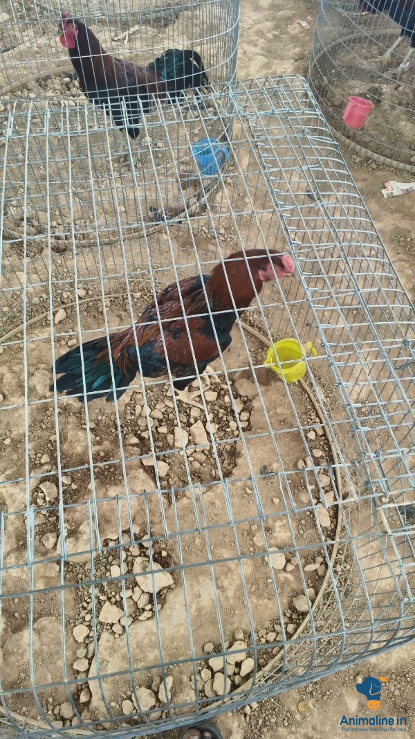 Healthy and Active Male Aseel for Sale