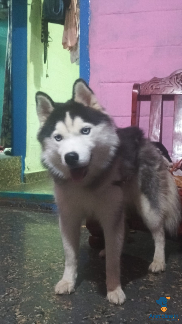 Premium husky Blue Eyes Dog for Adoption