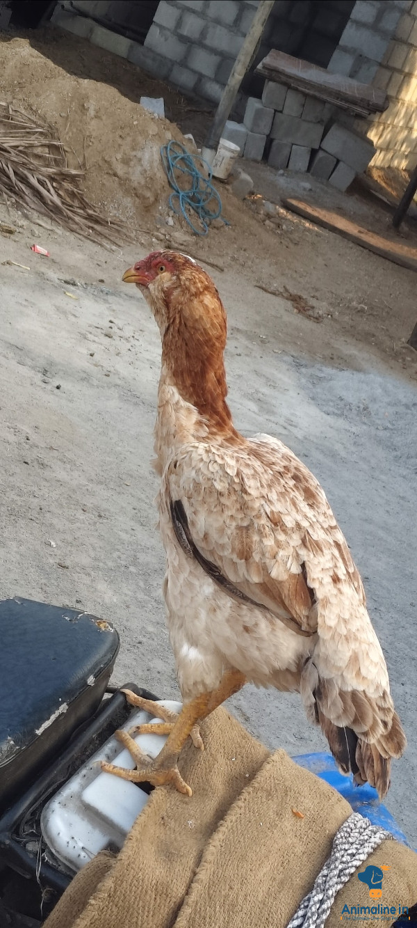 2 year old female Bried 