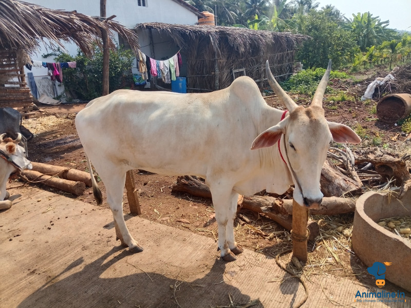 4 ವರ್ಷದ ನೋಡುವುದಕ್ಕೆ ಸುಂದರವಾದ ಹಸು