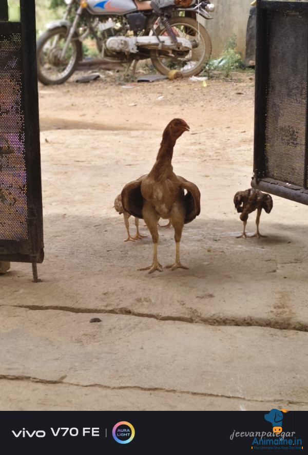 Healthy and Active Female  for Sale
