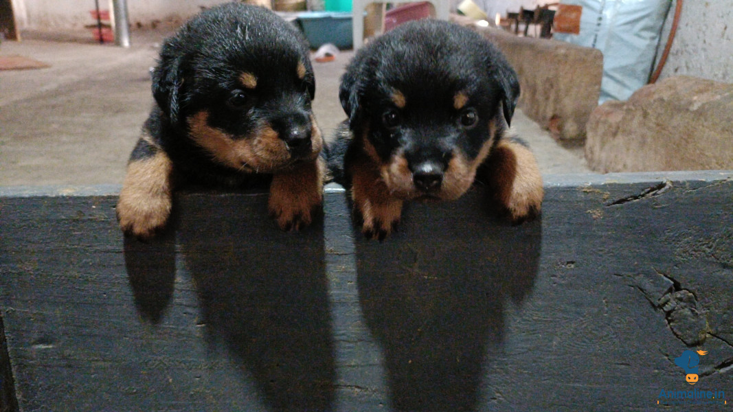 31 Days old rotwiller puppy