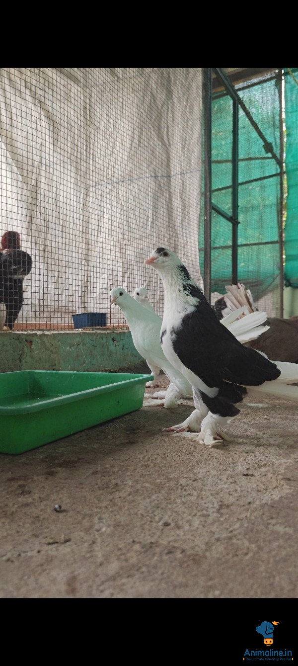 3 Months old fancy Pigeons