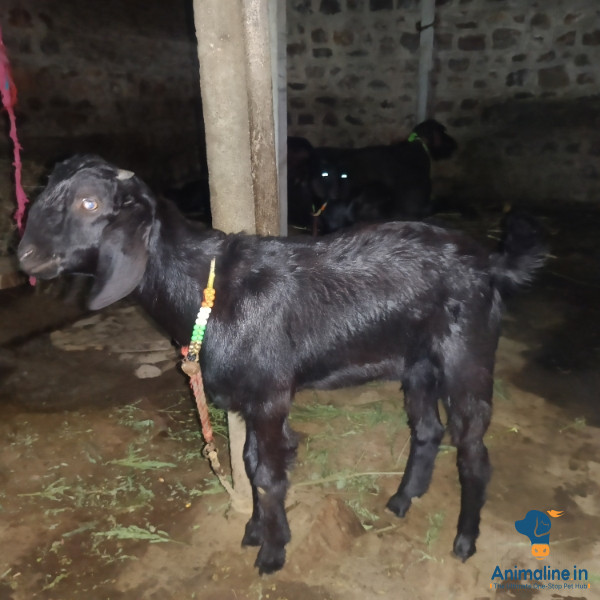 ಮಾರಾಟಕ್ಕಿದೆ ಆರೋಗ್ಯಕರ ಮಹಿಳೆ
