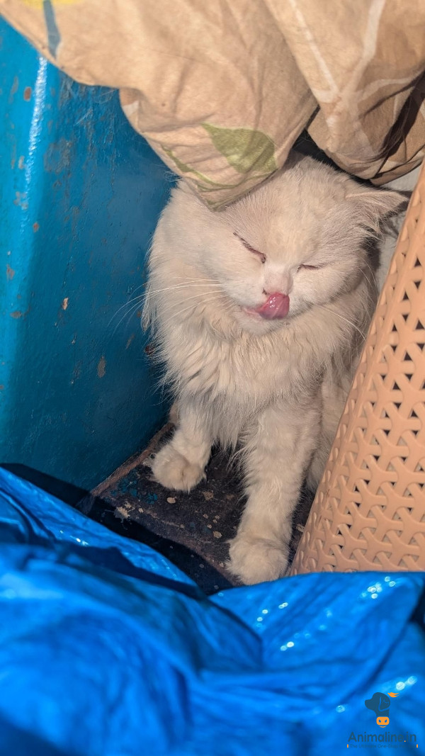 Persian cats