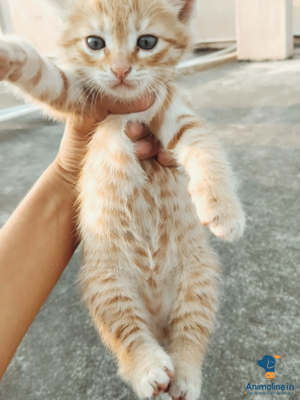 1 week body female cat