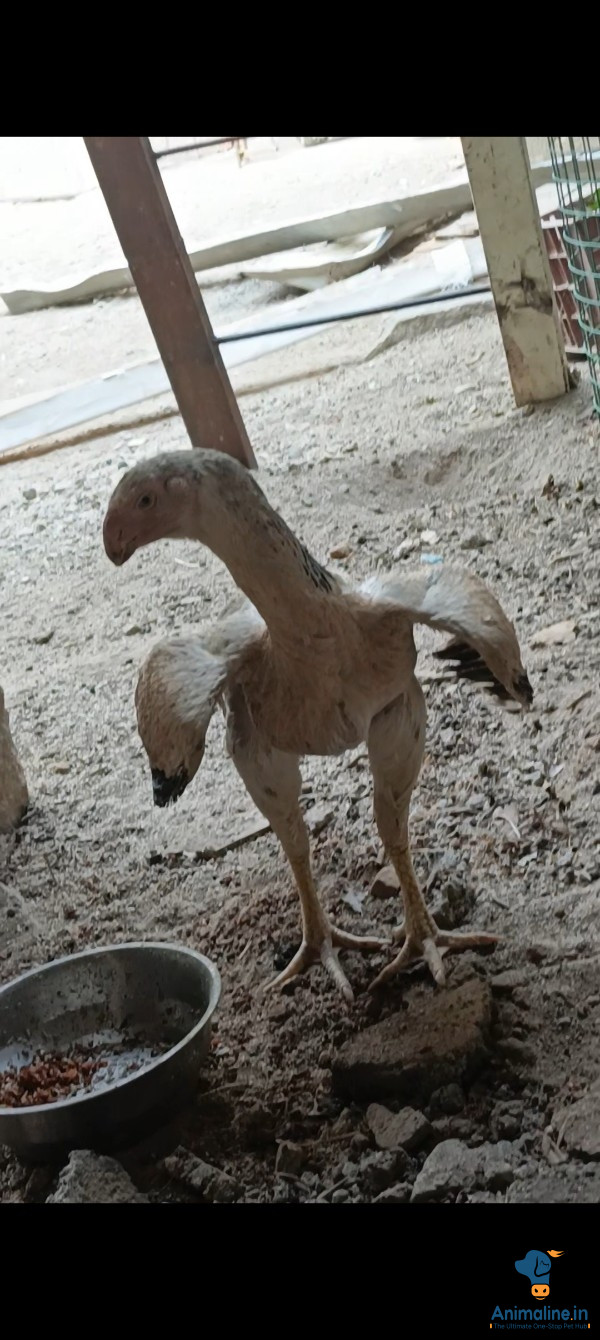 PARROT PEACK LONG TAIL ASEEL BIRD 