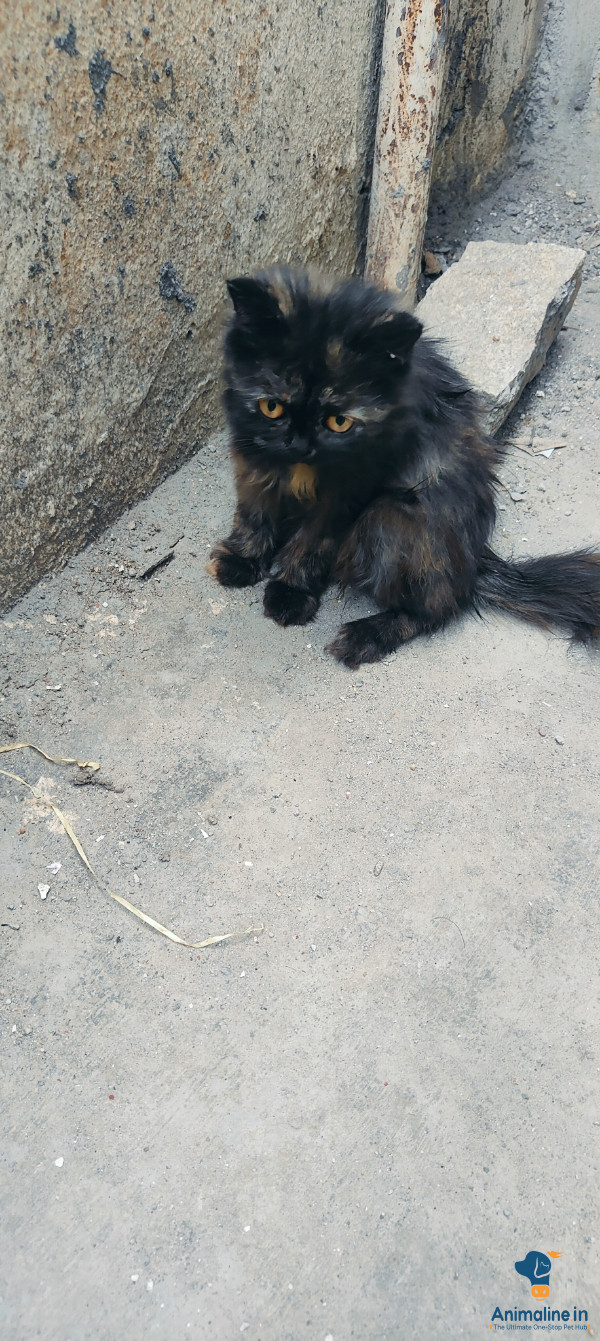 3 ½ months old female persian kitten available for low price