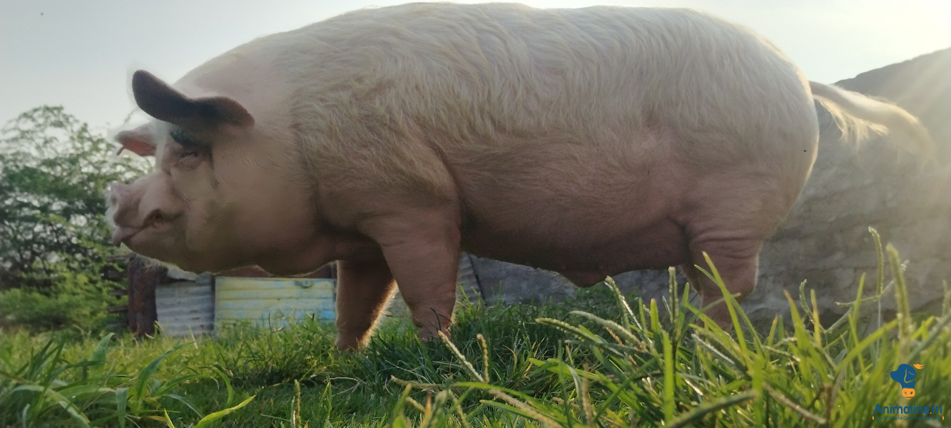 1 year old pig