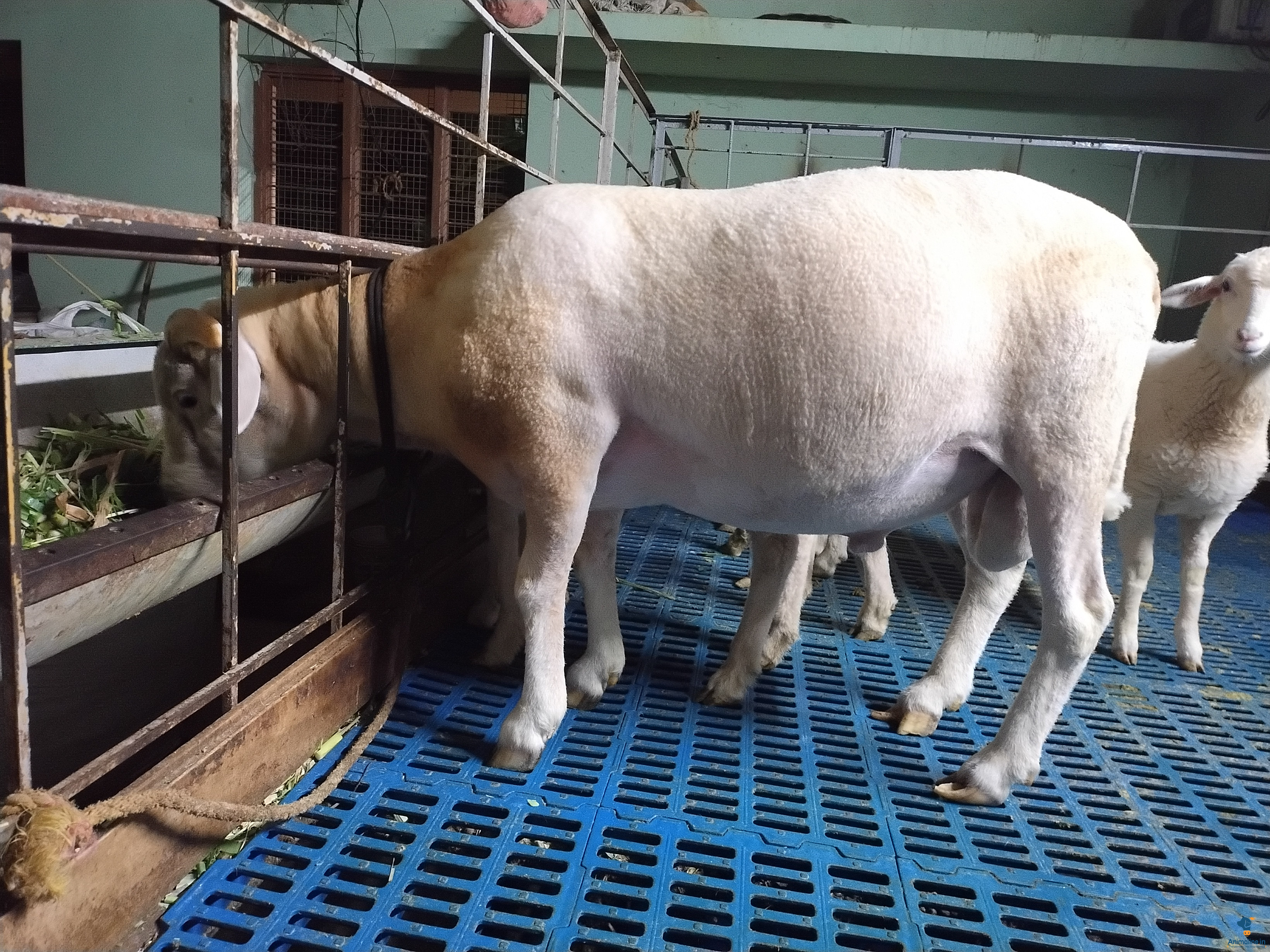 Dorper F2 top quality male Ram