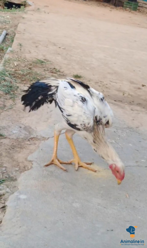 Aseel fight rooster 