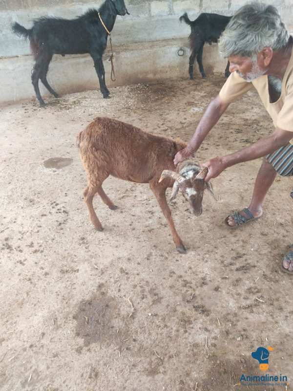 Qurbani sheeps available for sale 23 nos 