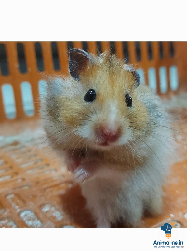 Hamster for super sale 