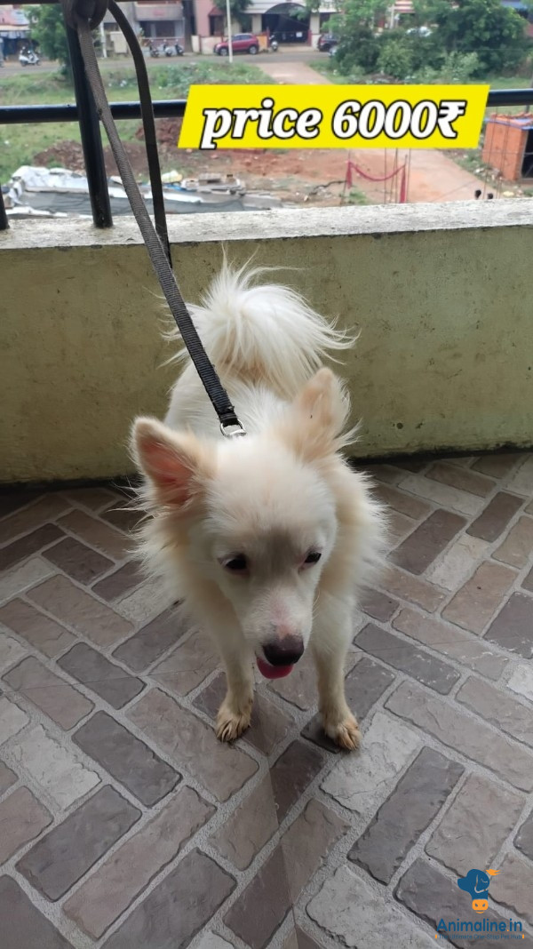 6 month dog 