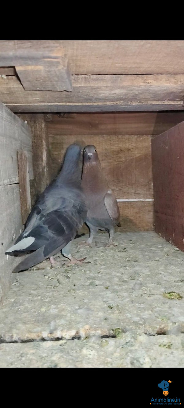 ಮಾರಾಟಕ್ಕಿದೆ ಆರೋಗ್ಯಕರ ಮಹಿಳೆ