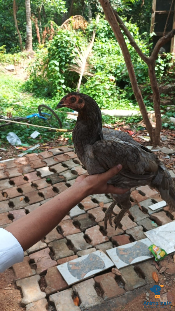 ERODE breeder 