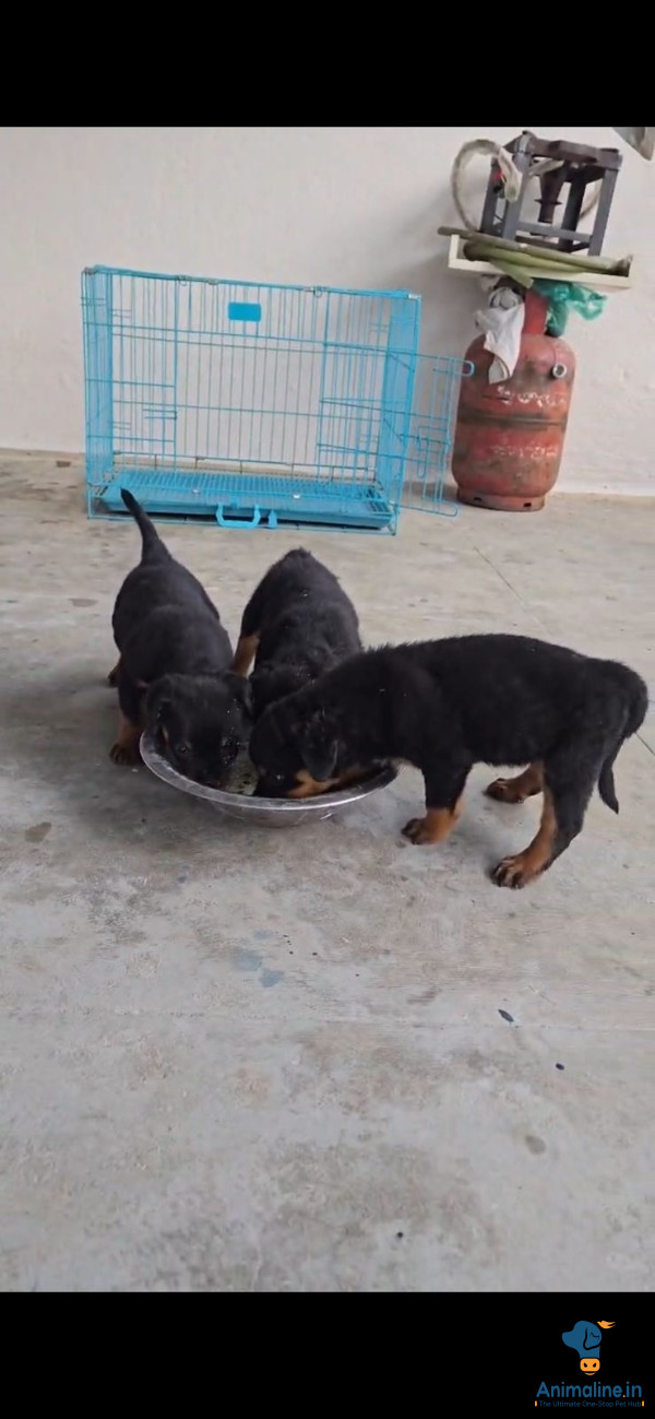 ಪ್ರೀಮಿಯಂ Rottweiler ನಾಯಿ {}