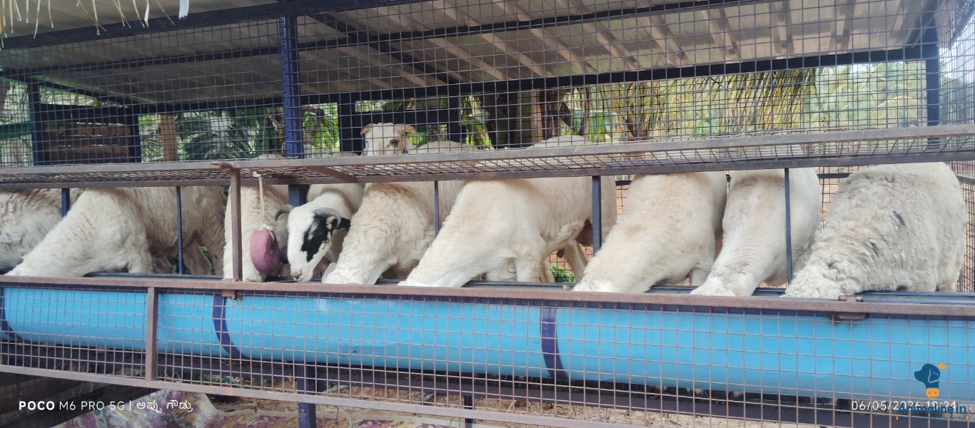 10 sheeps 