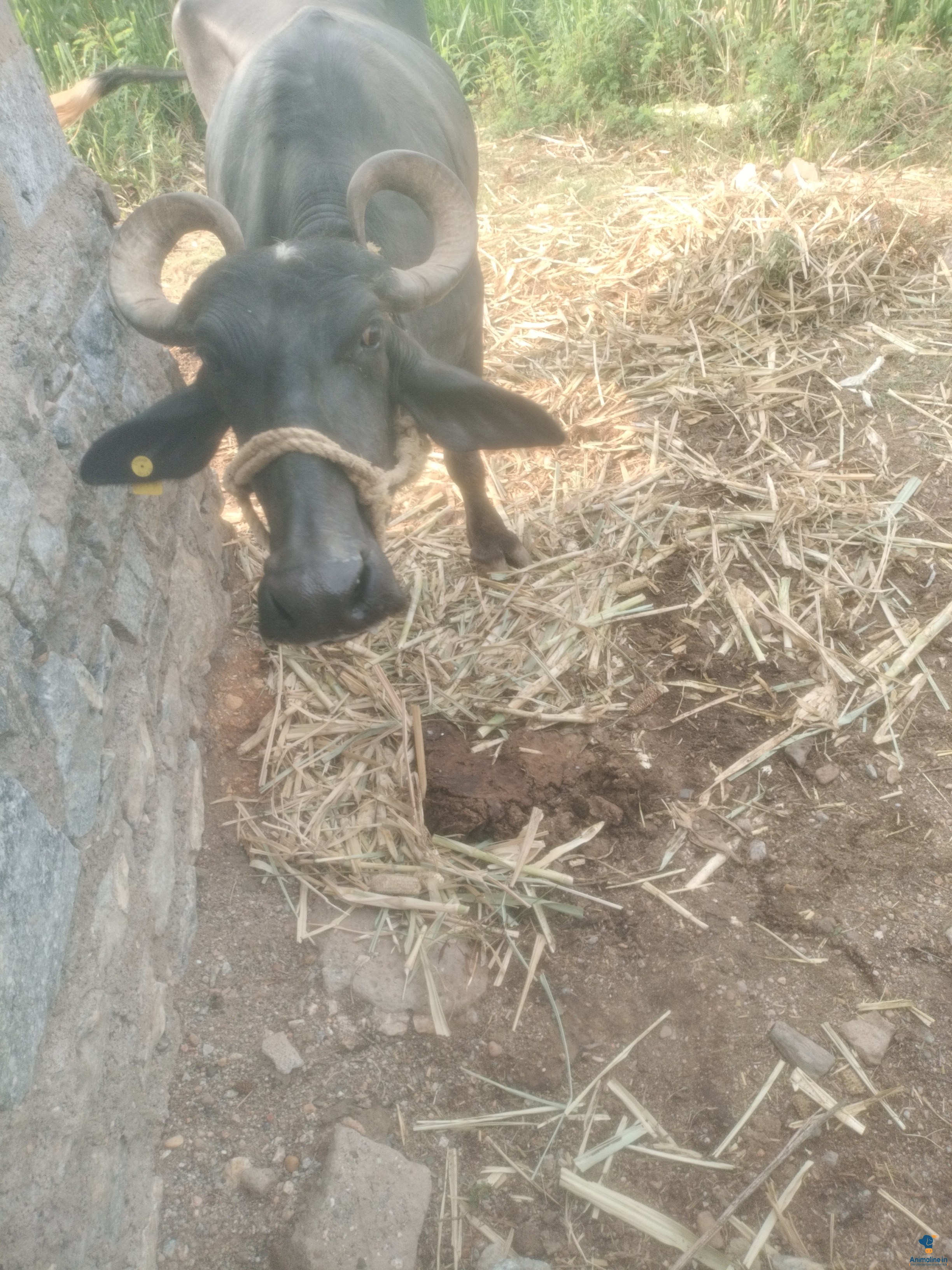 ಮಾರಾಟಕ್ಕಿದೆ ಆರೋಗ್ಯಕರ  Murrah