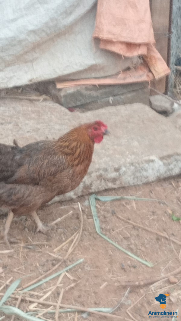 ಸಾಕುವುದಕ್ಕೆ ಮಾರಾಟಕ್ಕೆ ಮಾತ್ರ