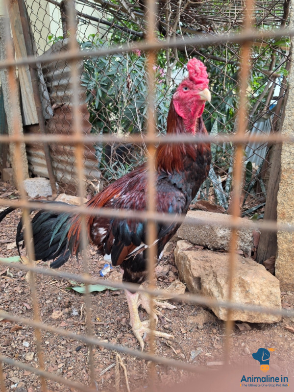 Yakhut male