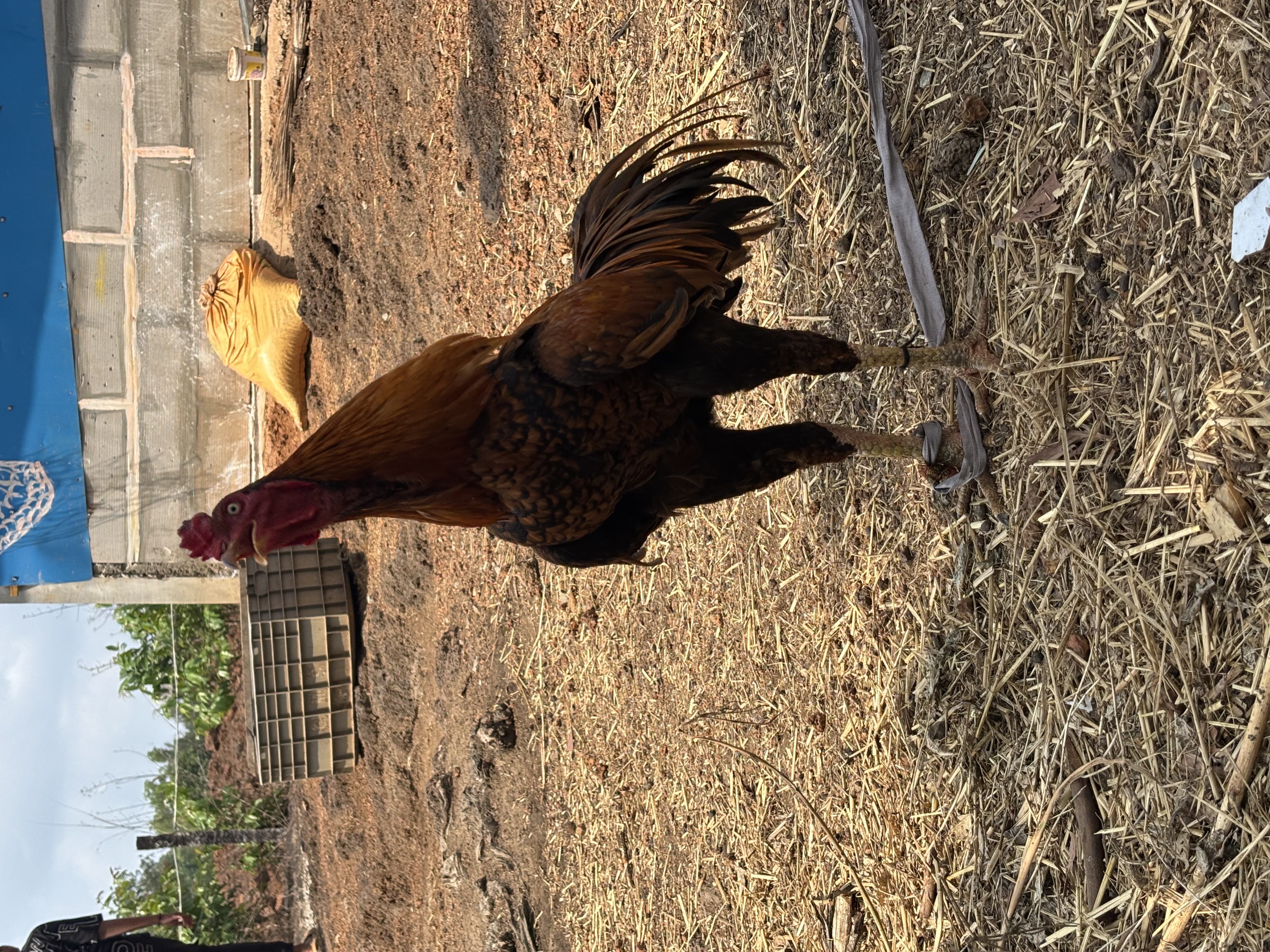 Fighting hen