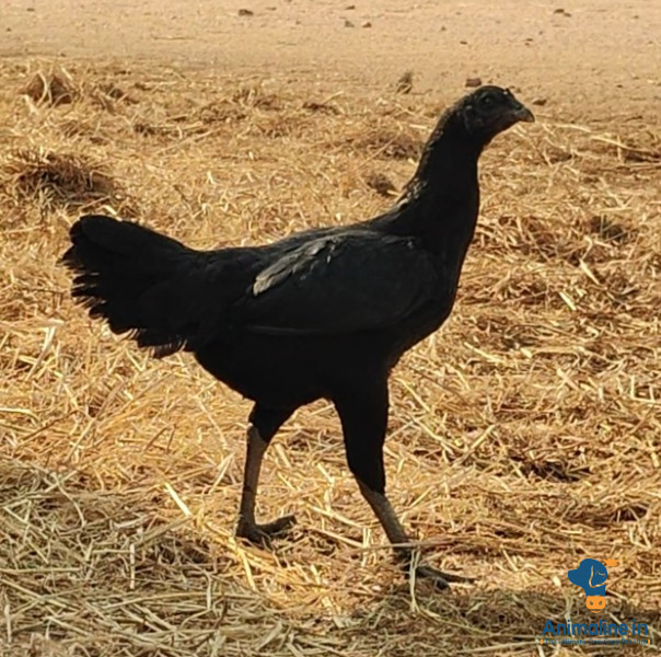 10 months Balck night peru cross