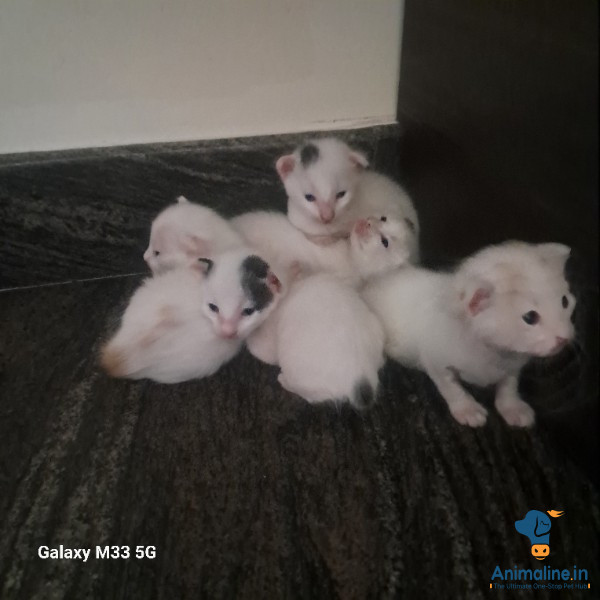 I have theee wealthy cute kittens are available 