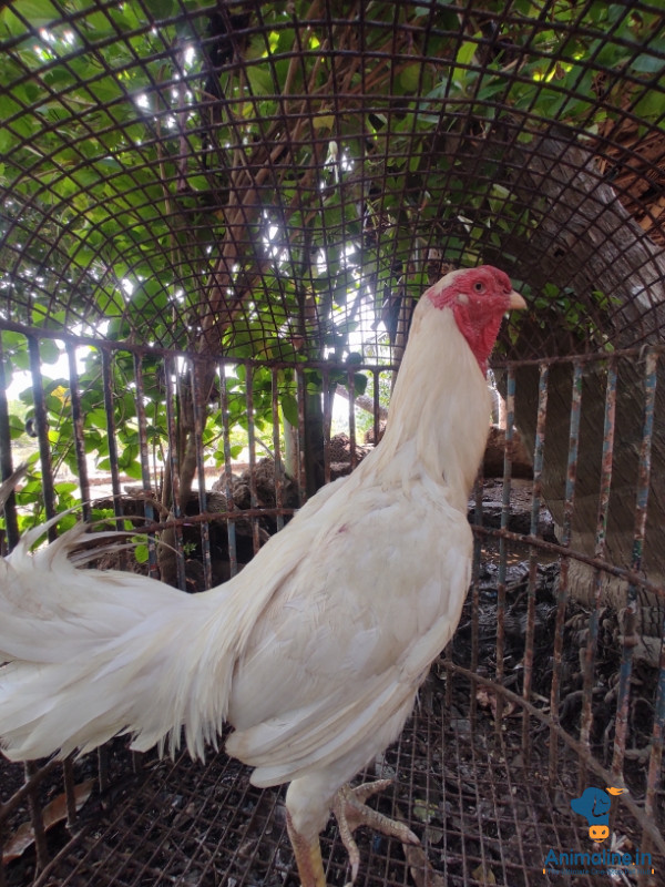 Healthy and Active Male Aseel for Sale