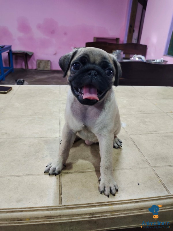 Healthy and Active Female Pug for Sale