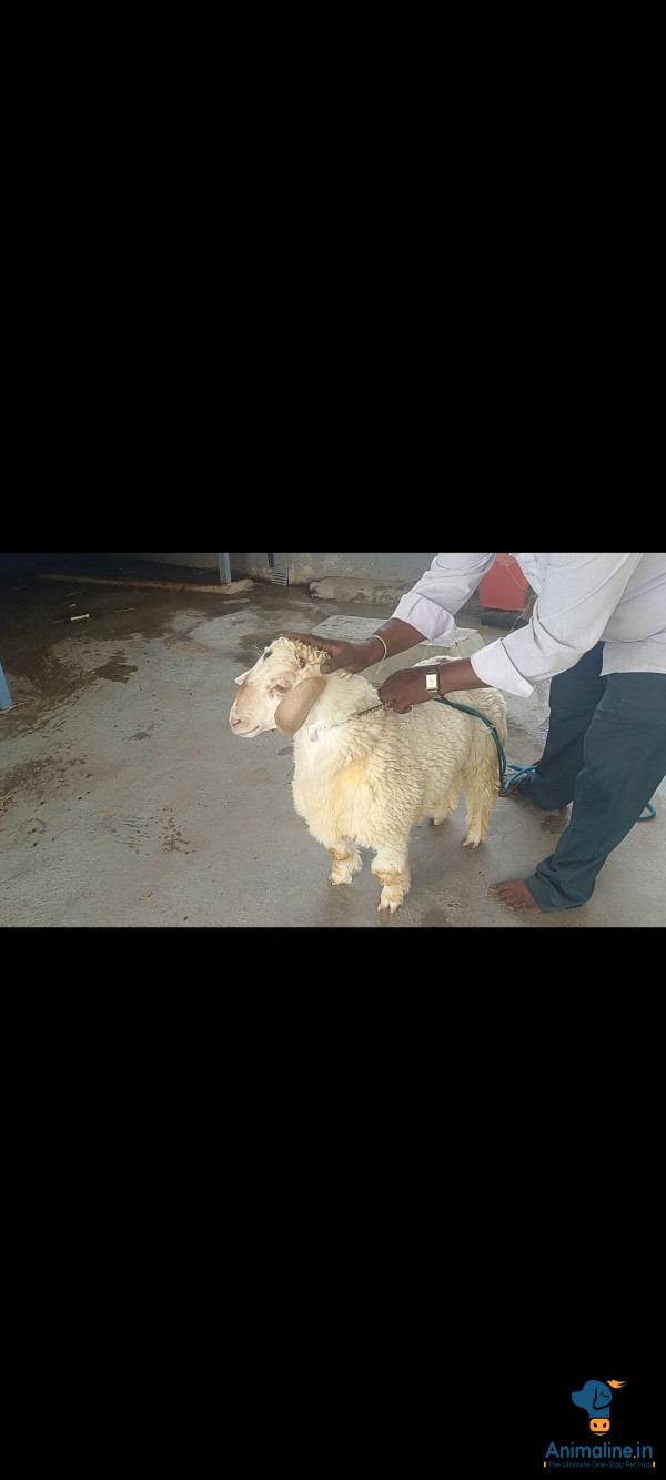 Premium Bandur Sheep Sheep for Adoption