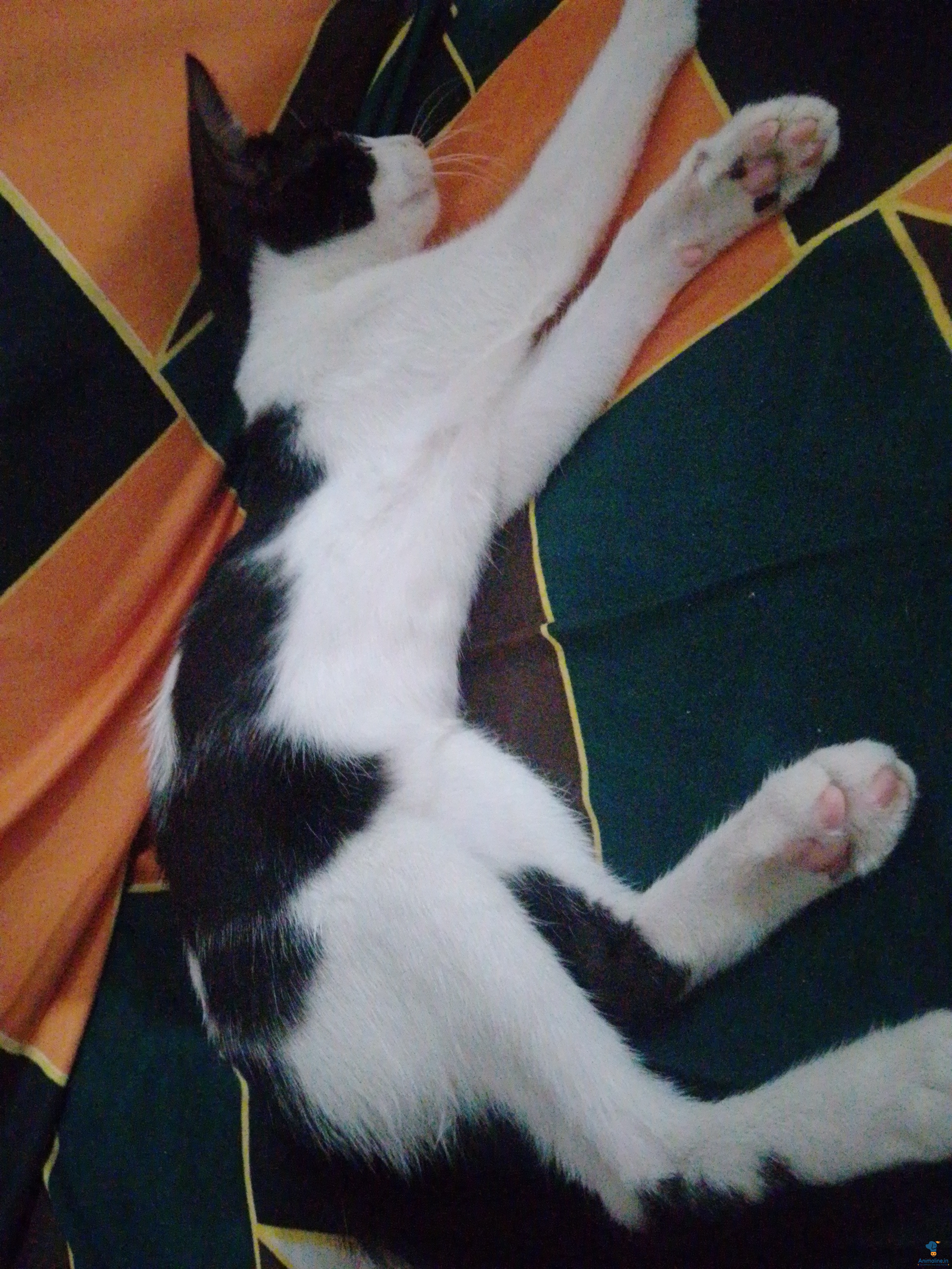 4 month old male cat 
