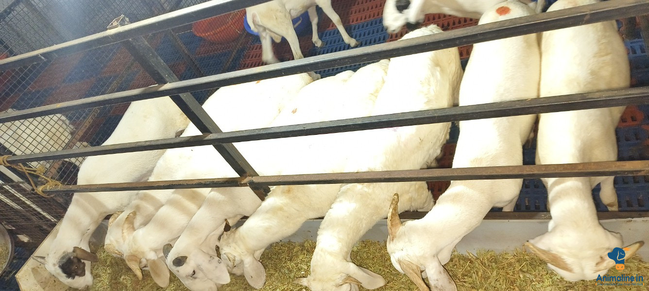 ಟಗರು ಮರಿ ಹೋತಮರಿ 