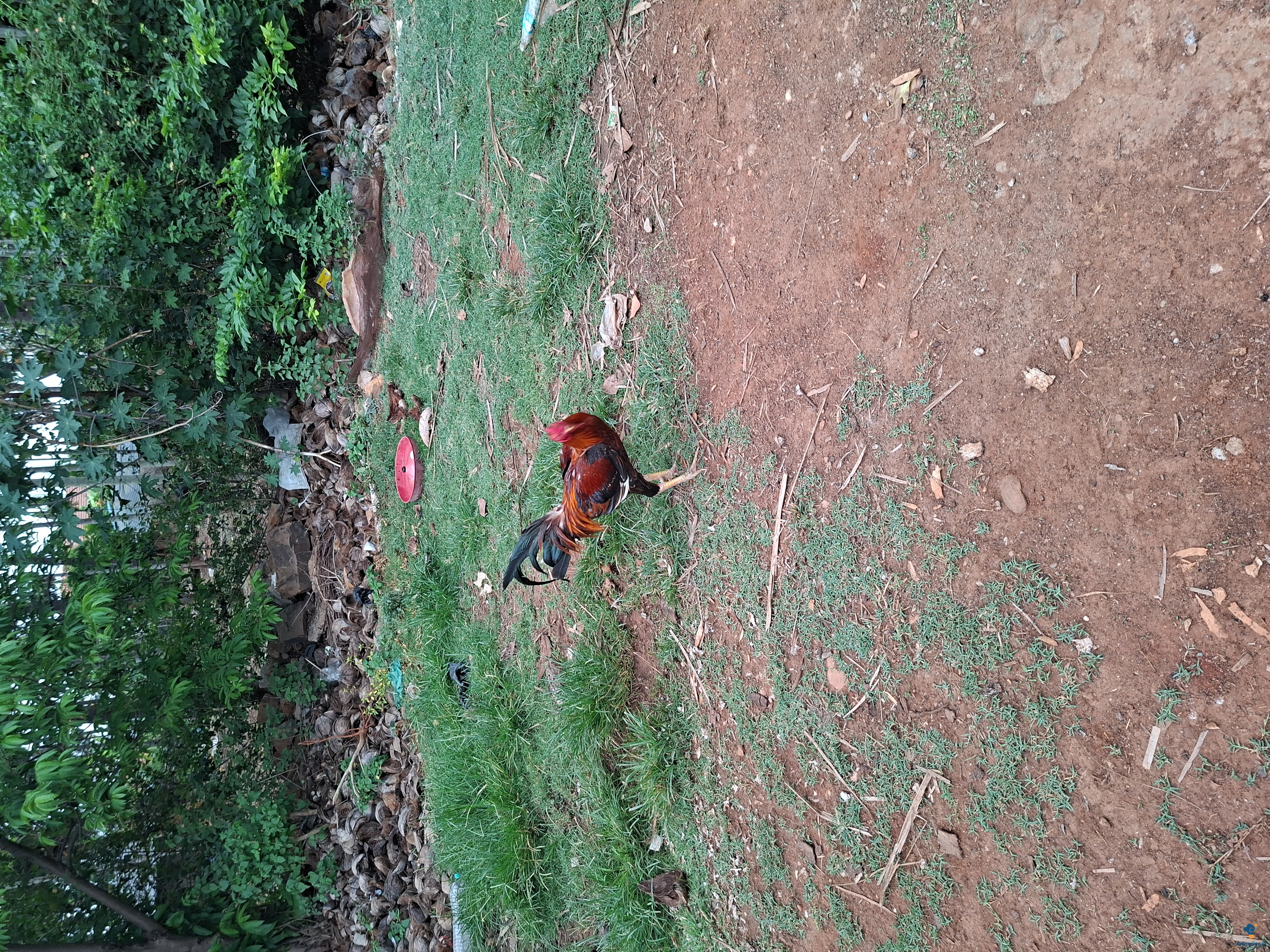 ಮಾರಾಟಕ್ಕಿದೆ ಆರೋಗ್ಯಕರ ಪುರುಷ Aseel