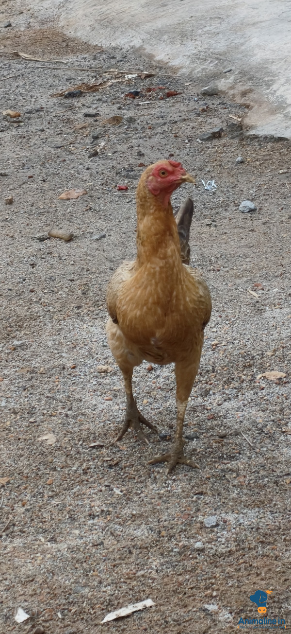 5 months pure nati female hen