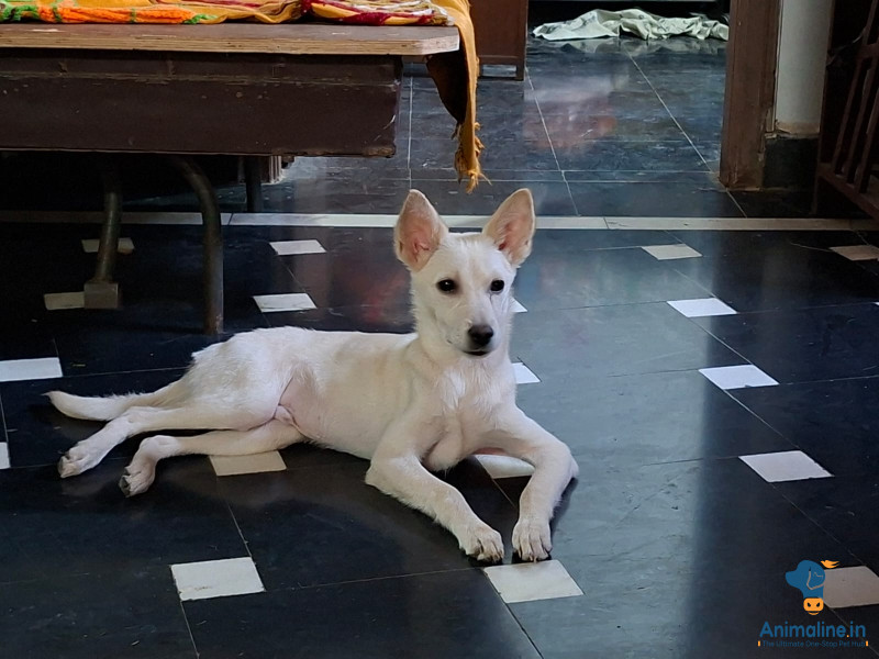 3 month puppy 