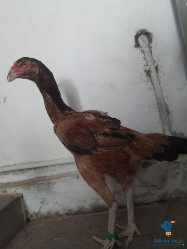 Bhimavaram
